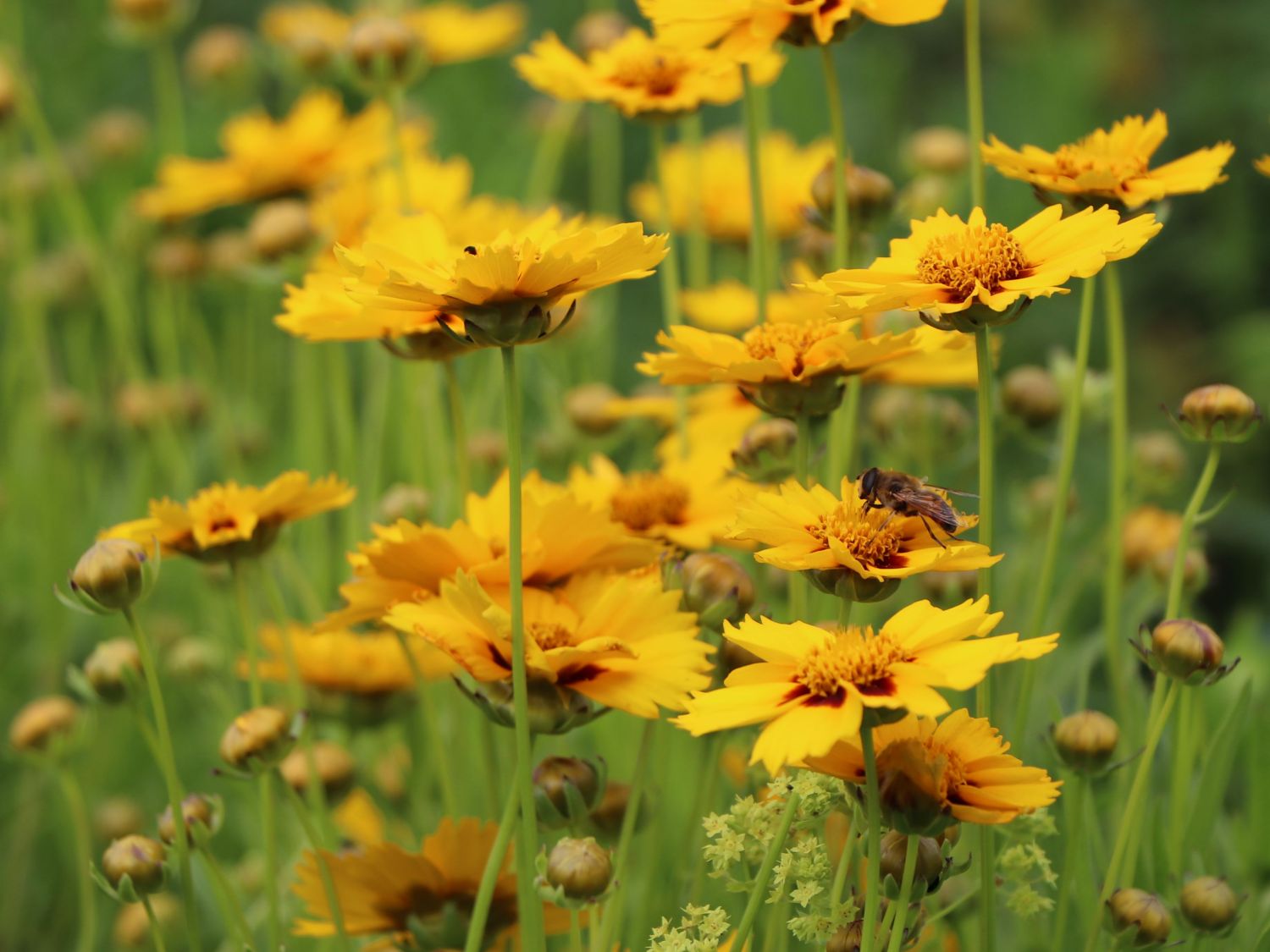 Großblumiges Mädchenauge 'Heliot' - Coreopsis grandiflora 'Heliot'