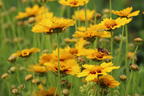Großblumiges Mädchenauge 'Heliot' - Coreopsis grandiflora 'Heliot'
