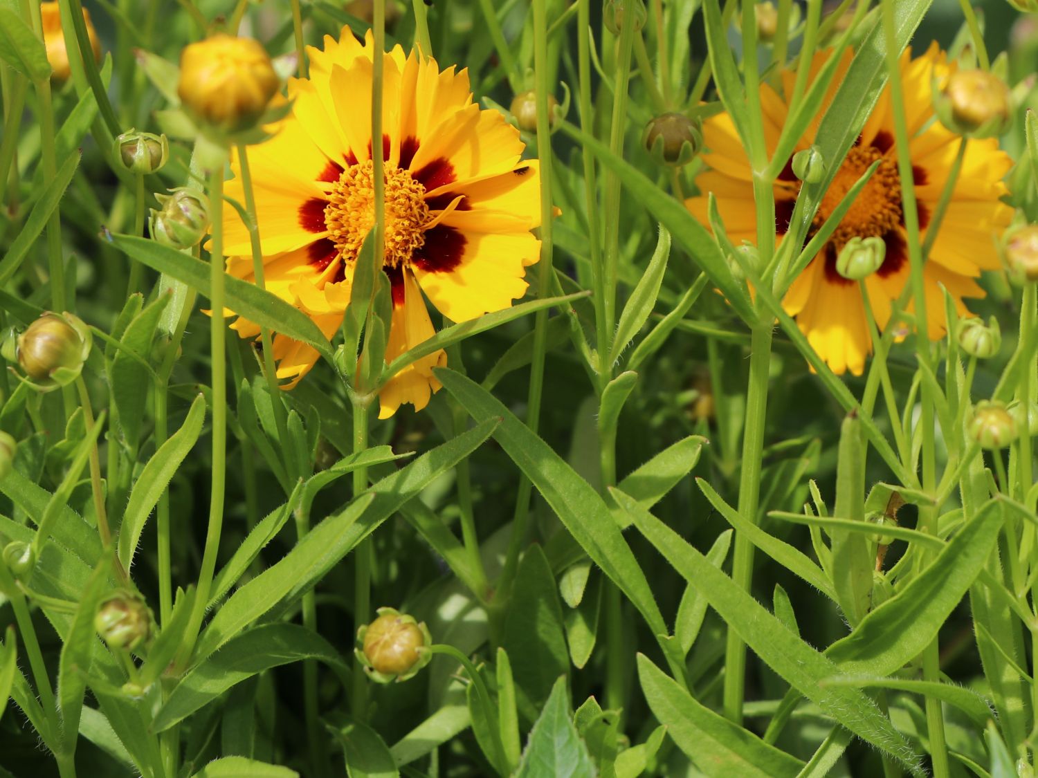 Großblumiges Mädchenauge 'Heliot' - Coreopsis grandiflora 'Heliot'