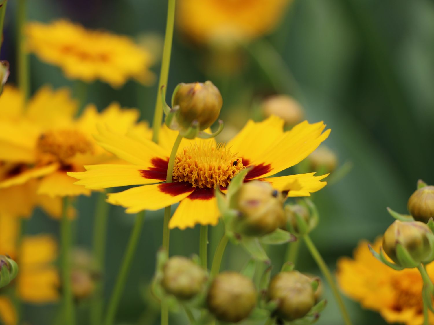 Großblumiges Mädchenauge 'Heliot' - Coreopsis grandiflora 'Heliot'