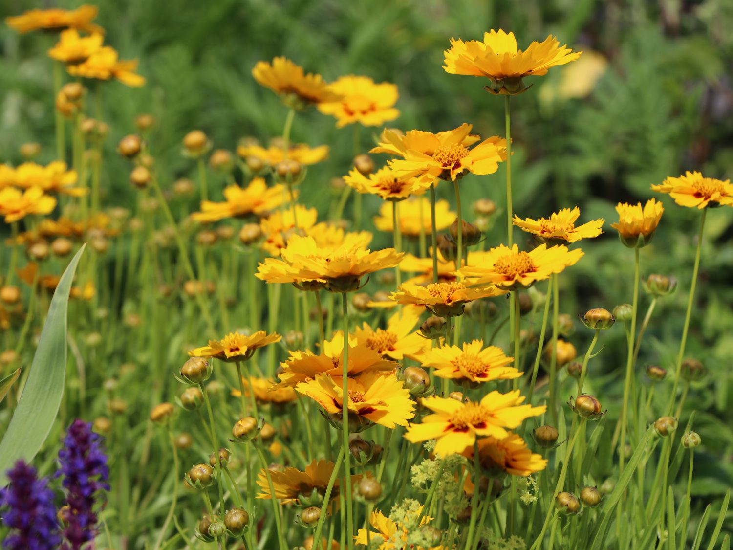 Großblumiges Mädchenauge 'Heliot' - Coreopsis grandiflora 'Heliot'
