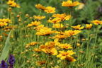 Großblumiges Mädchenauge 'Heliot' - Coreopsis grandiflora 'Heliot'