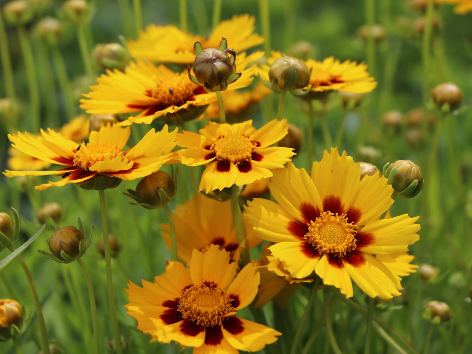 Großblumiges Mädchenauge 'Heliot' - Coreopsis grandiflora 'Heliot'