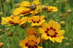 Großblumiges Mädchenauge 'Heliot' - Coreopsis grandiflora 'Heliot'