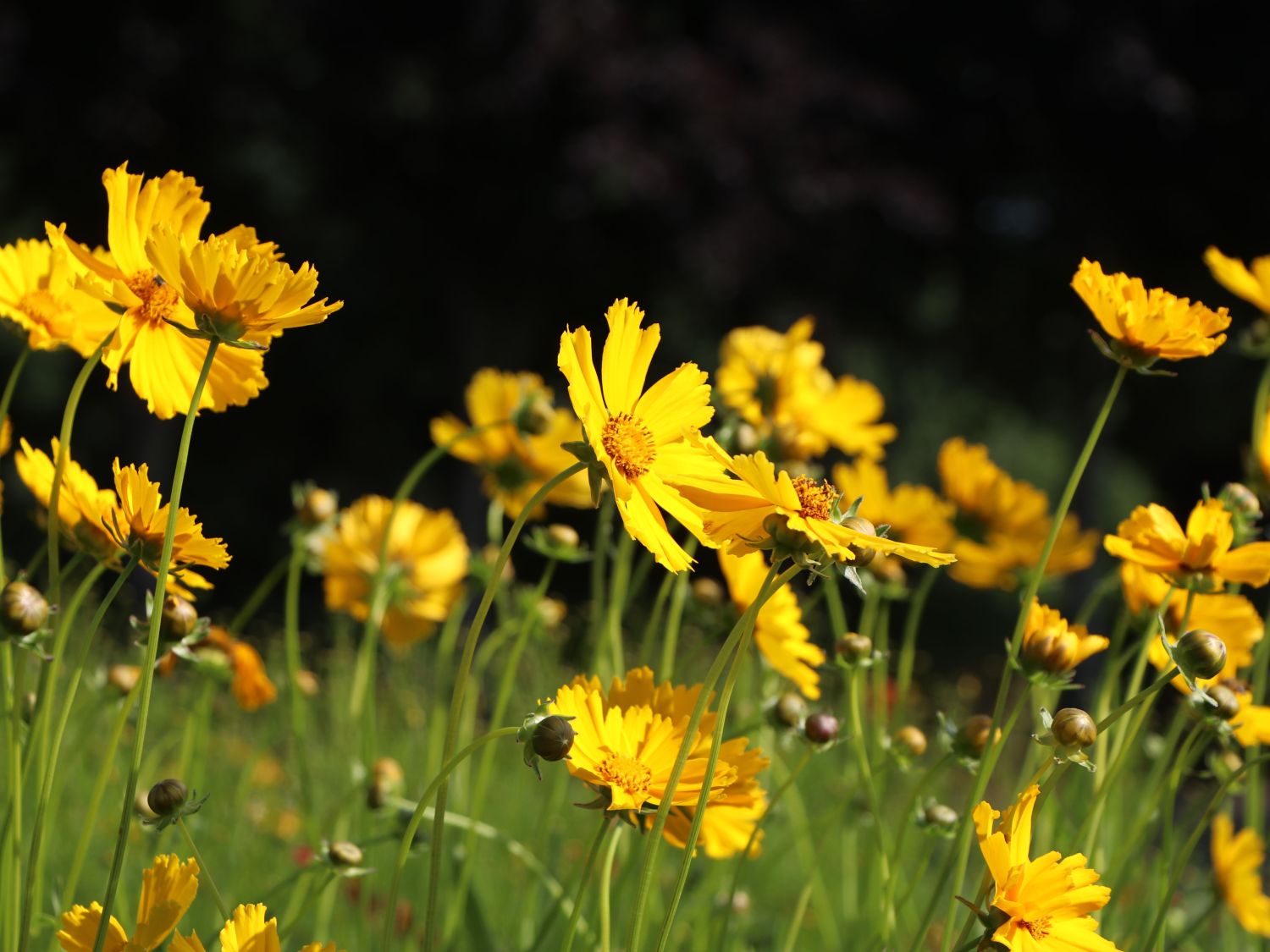 Großblumiges Mädchenauge 'Schnittgold'