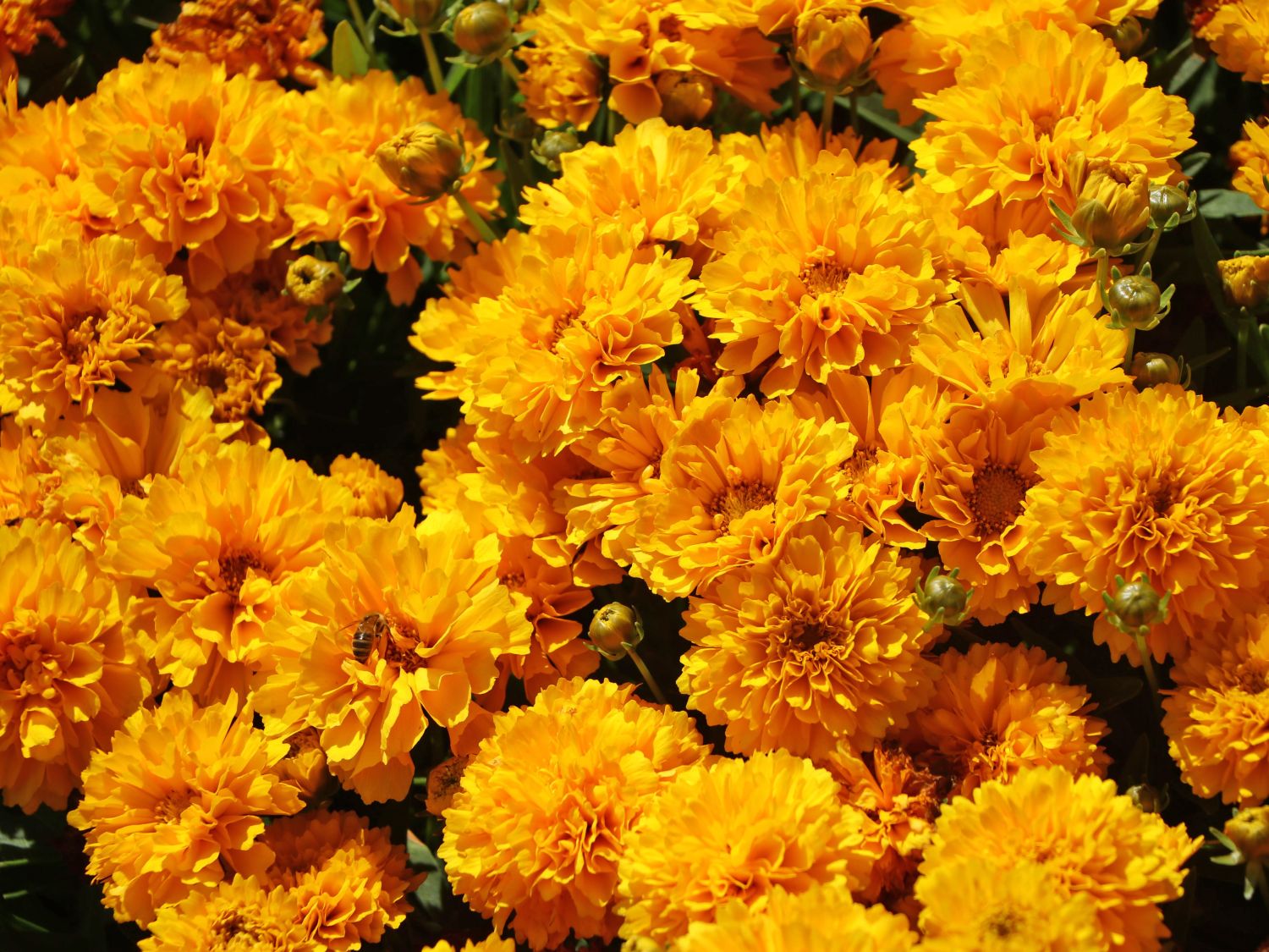 Großblumiges Mädchenauge 'Solanna Golden Sphere'