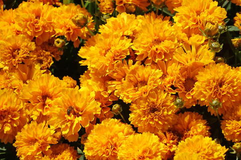 Großblumiges Mädchenauge 'Solanna Golden Sphere' - Coreopsis grandiflora 'Solanna Golden Sphere'