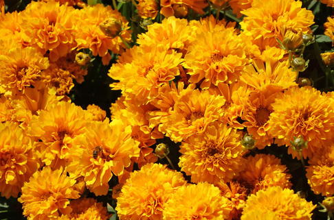 Großblumiges Mädchenauge 'Solanna Golden Sphere' - Coreopsis grandiflora 'Solanna Golden Sphere'
