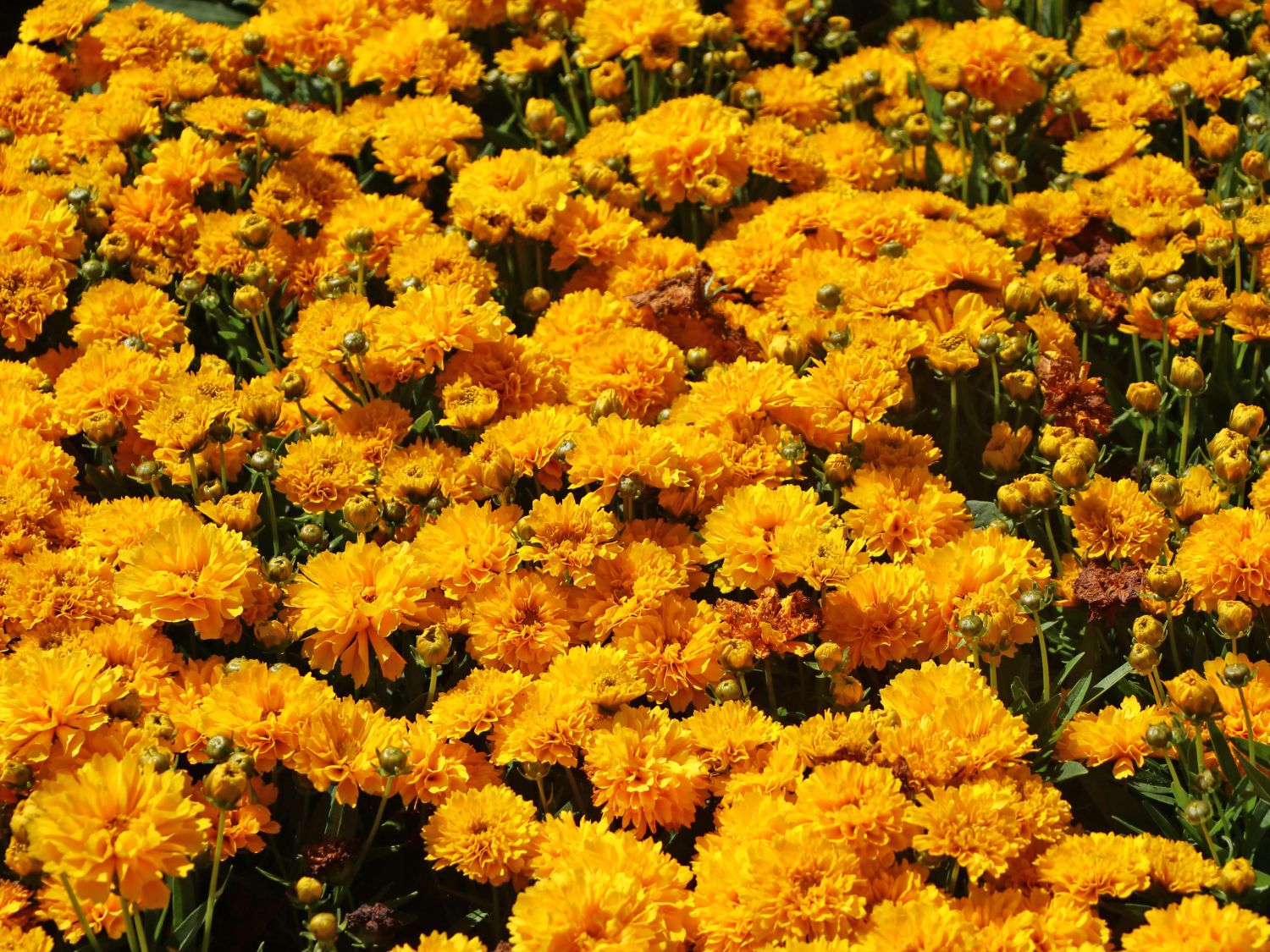 Großblumiges Mädchenauge 'Solanna Golden Sphere' - Coreopsis grandiflora 'Solanna Golden Sphere'