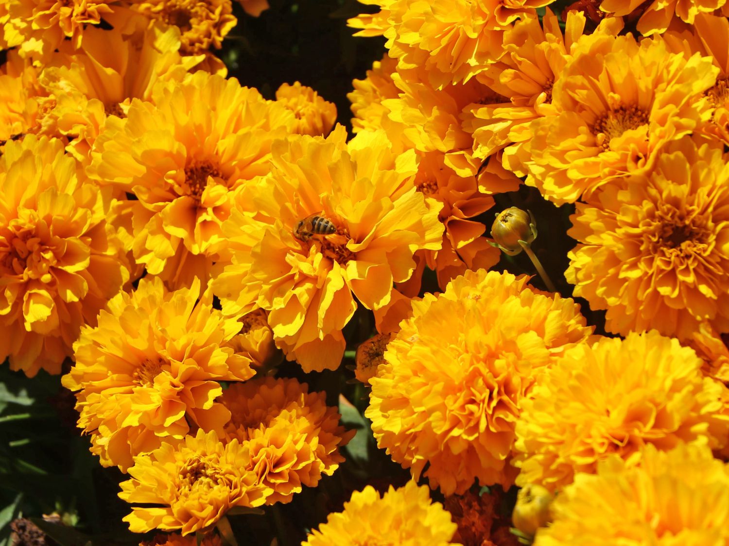 Großblumiges Mädchenauge 'Solanna Golden Sphere' - Coreopsis grandiflora 'Solanna Golden Sphere'