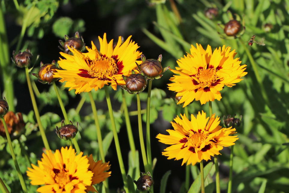 Großblumiges Mädchenauge 'Sunfire' - Beste Sorten & Stauden-Wissen