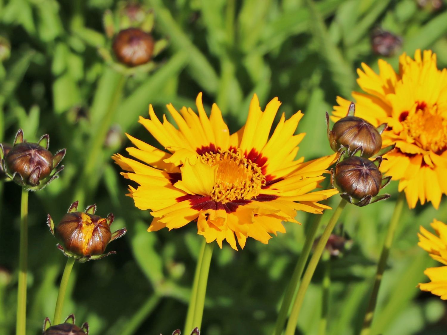 Großblumiges Mädchenauge 'Sunfire' Beste Sorten & StaudenWissen