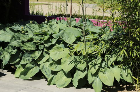 Große Blaublatt-Funkie 'Big Daddy' - Hosta sieboldiana 'Big Daddy'