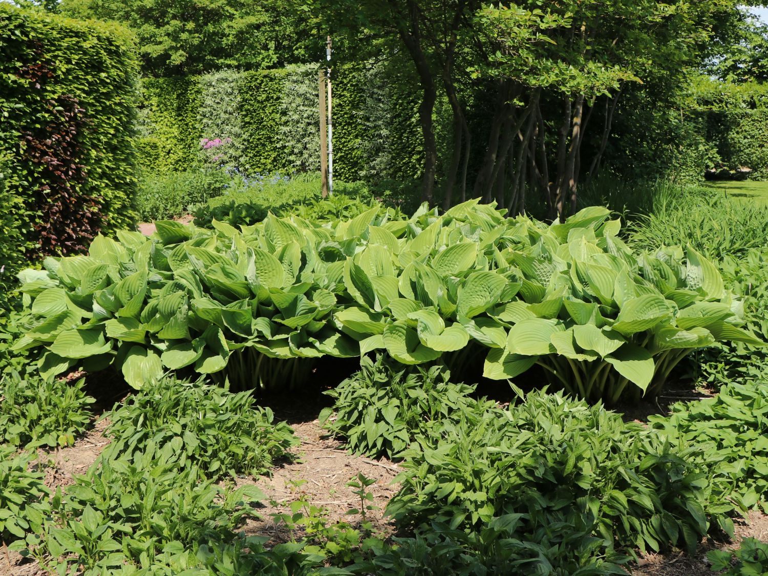 Spargelgewächse (Asparagaceae)