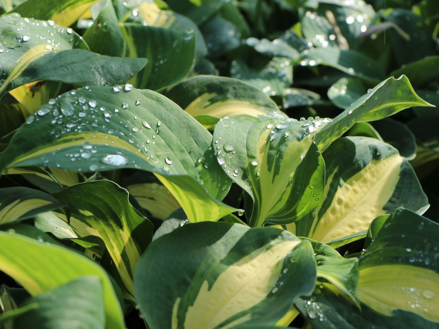 Große Blaugraue Funkie / Herzblattlilie 'Thunderbolt' ®