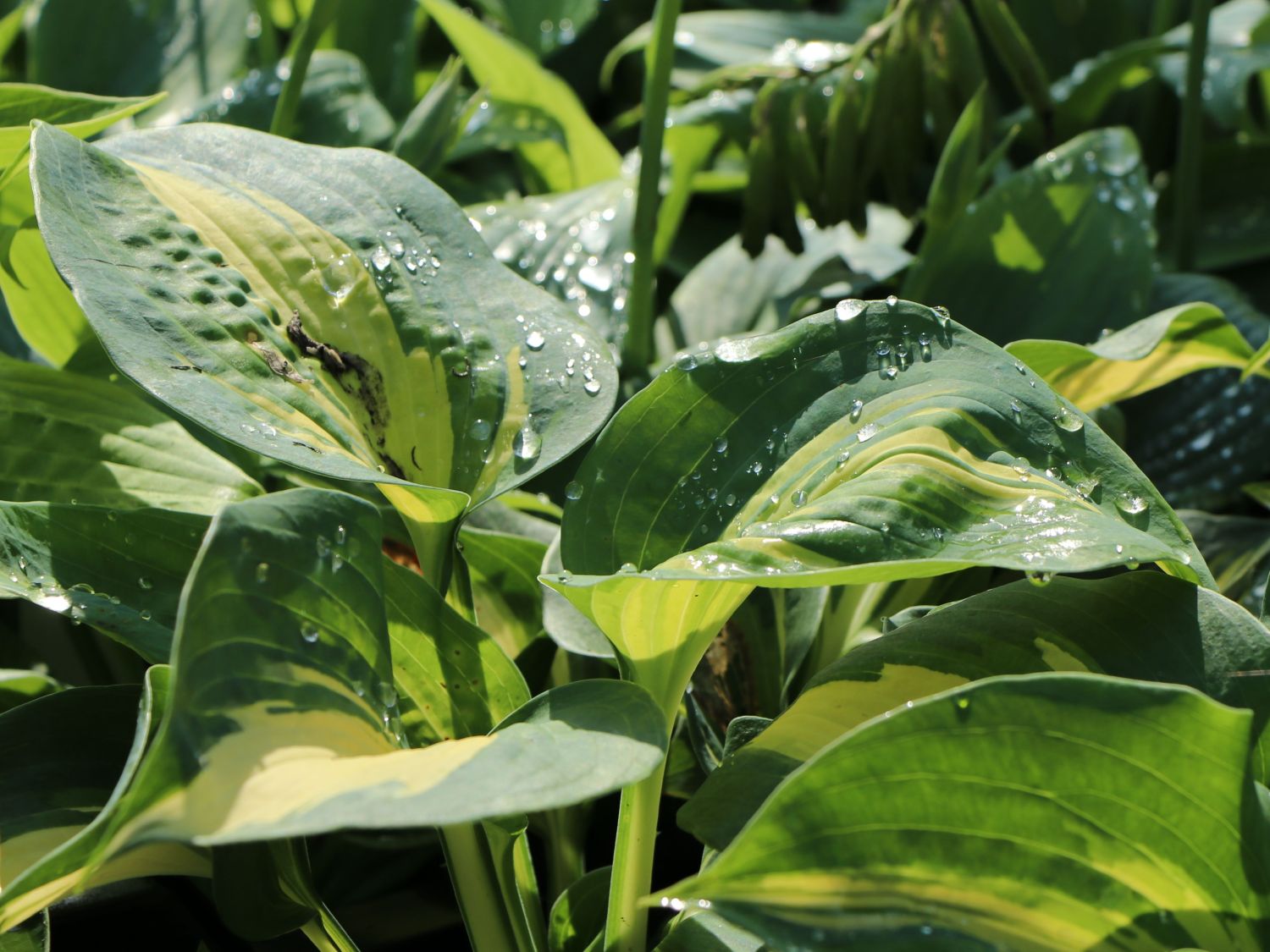 Große Blaugraue Funkie / Herzblattlilie 'Thunderbolt' ® - Hosta sieboldiana 'Thunderbolt' ®