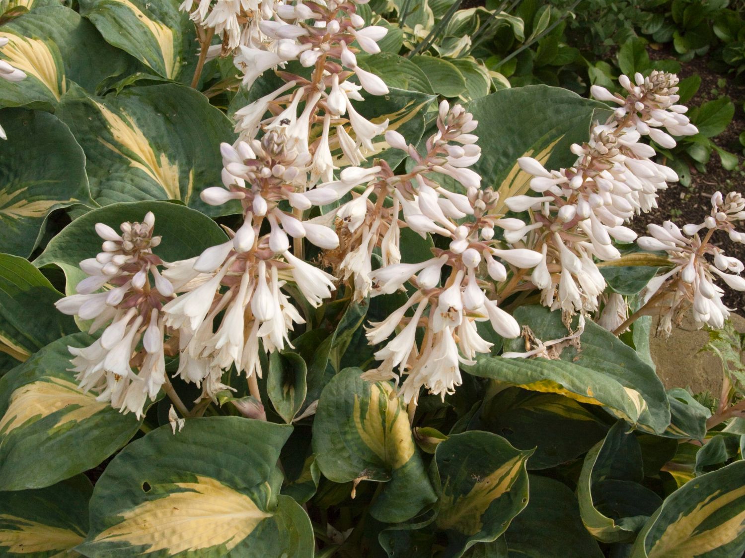 Große Blaugraue Funkie / Herzblattlilie 'Thunderbolt' ® - Hosta sieboldiana 'Thunderbolt' ®