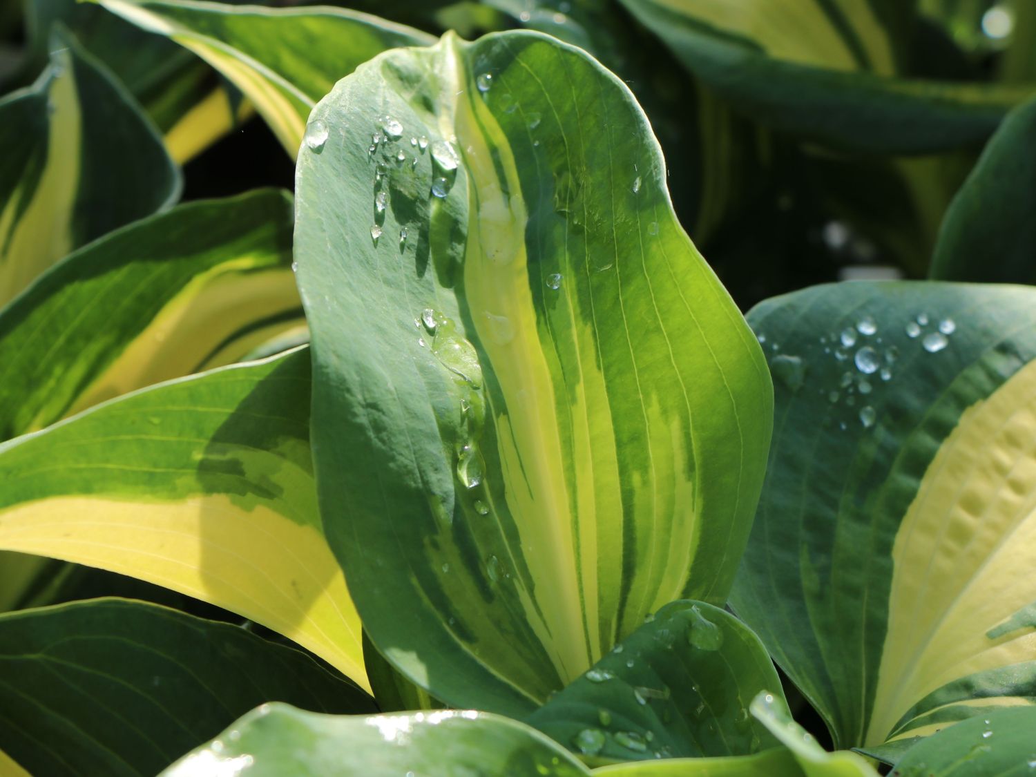 Große Blaugraue Funkie / Herzblattlilie 'Thunderbolt' ® - Hosta sieboldiana 'Thunderbolt' ®
