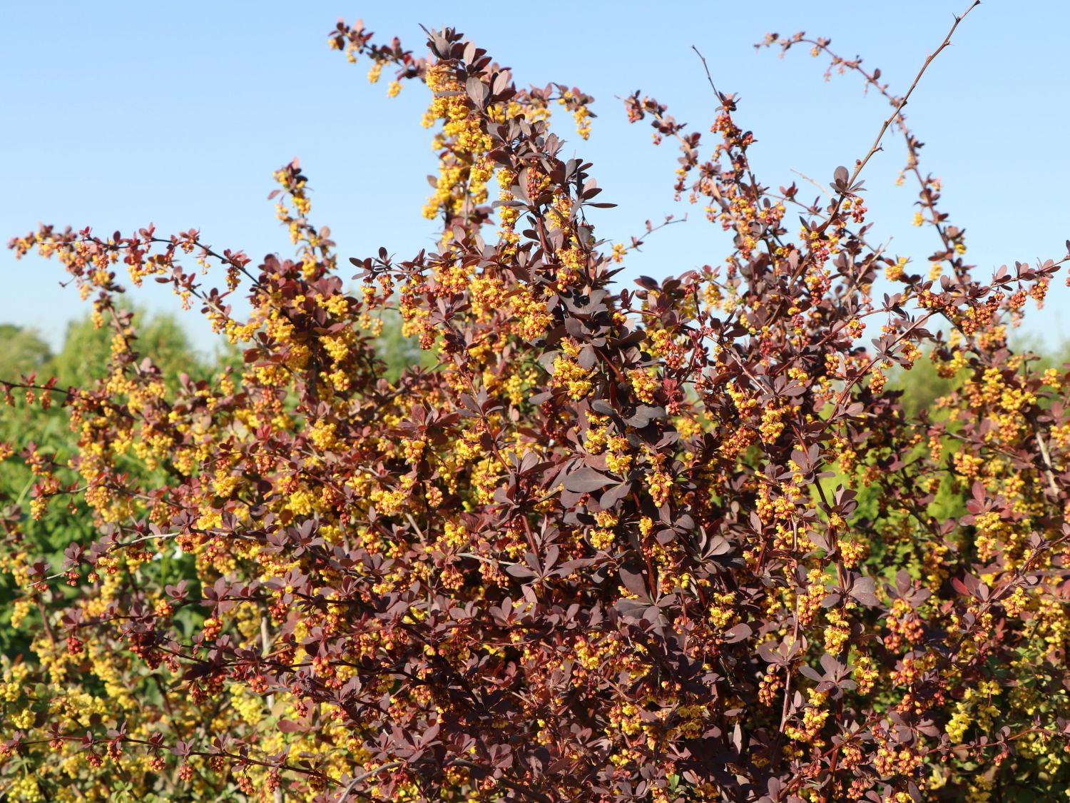 Berberitzen (Berberis)