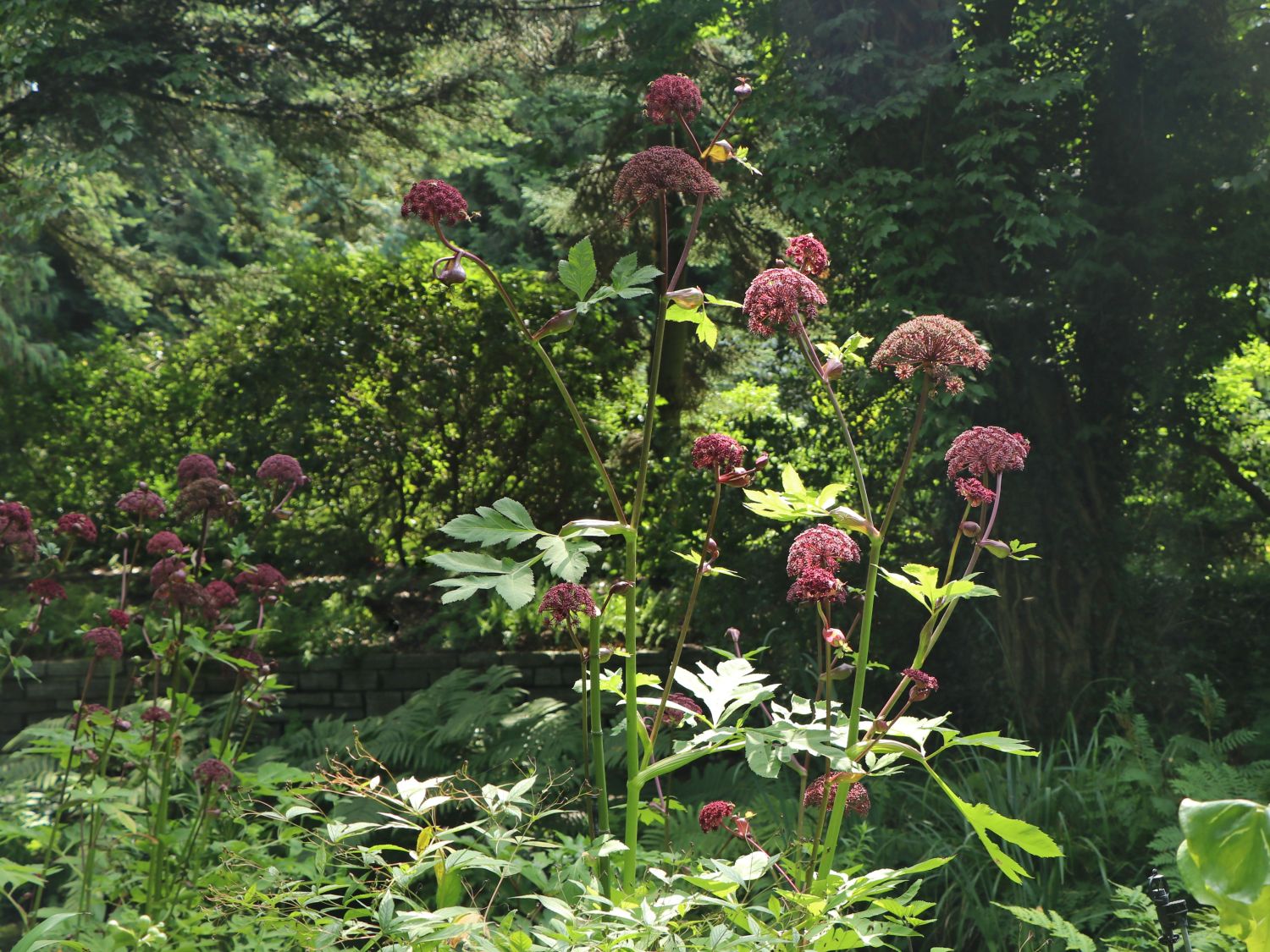 Große Engelwurz - Angelica gigas