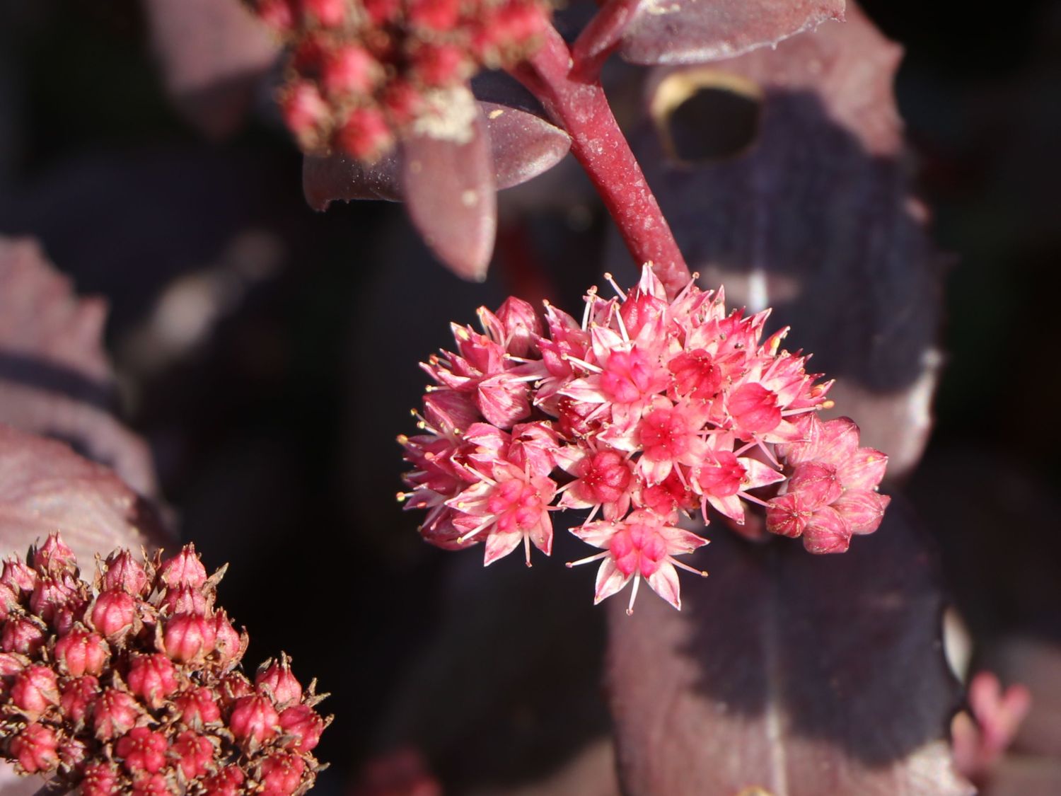 Große Fetthenne 'African Sunset' - Sedum telephium 'African Sunset'