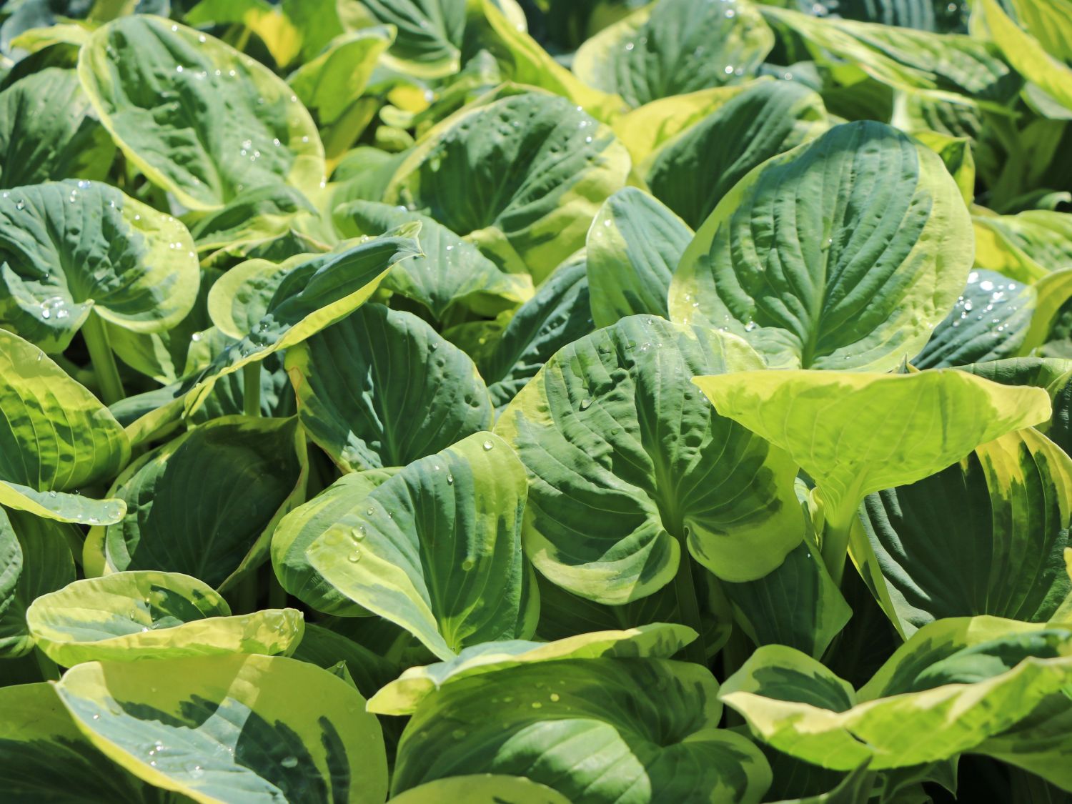 Große Graugrüne Funkie 'Snow Cap'