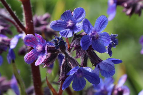 Große Ochsenzunge 'Dropmore' - Anchusa azurea 'Dropmore'