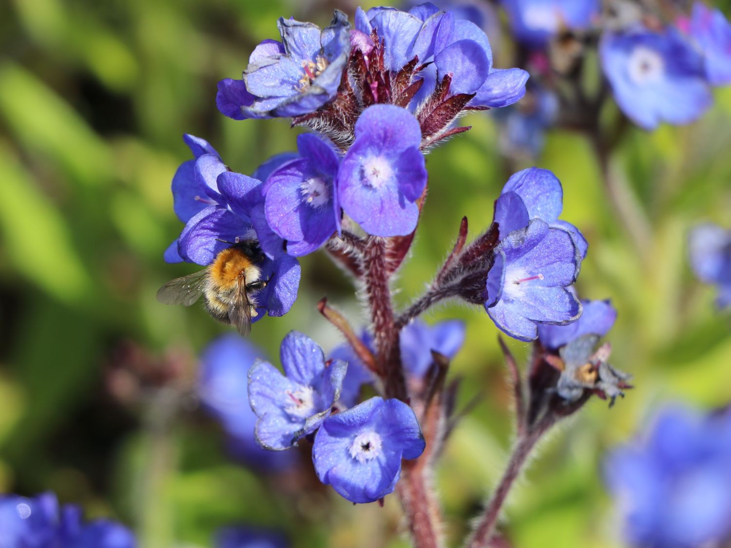 Große Ochsenzunge 'Loddon Royalist' - Anchusa azurea 'Loddon Royalist'