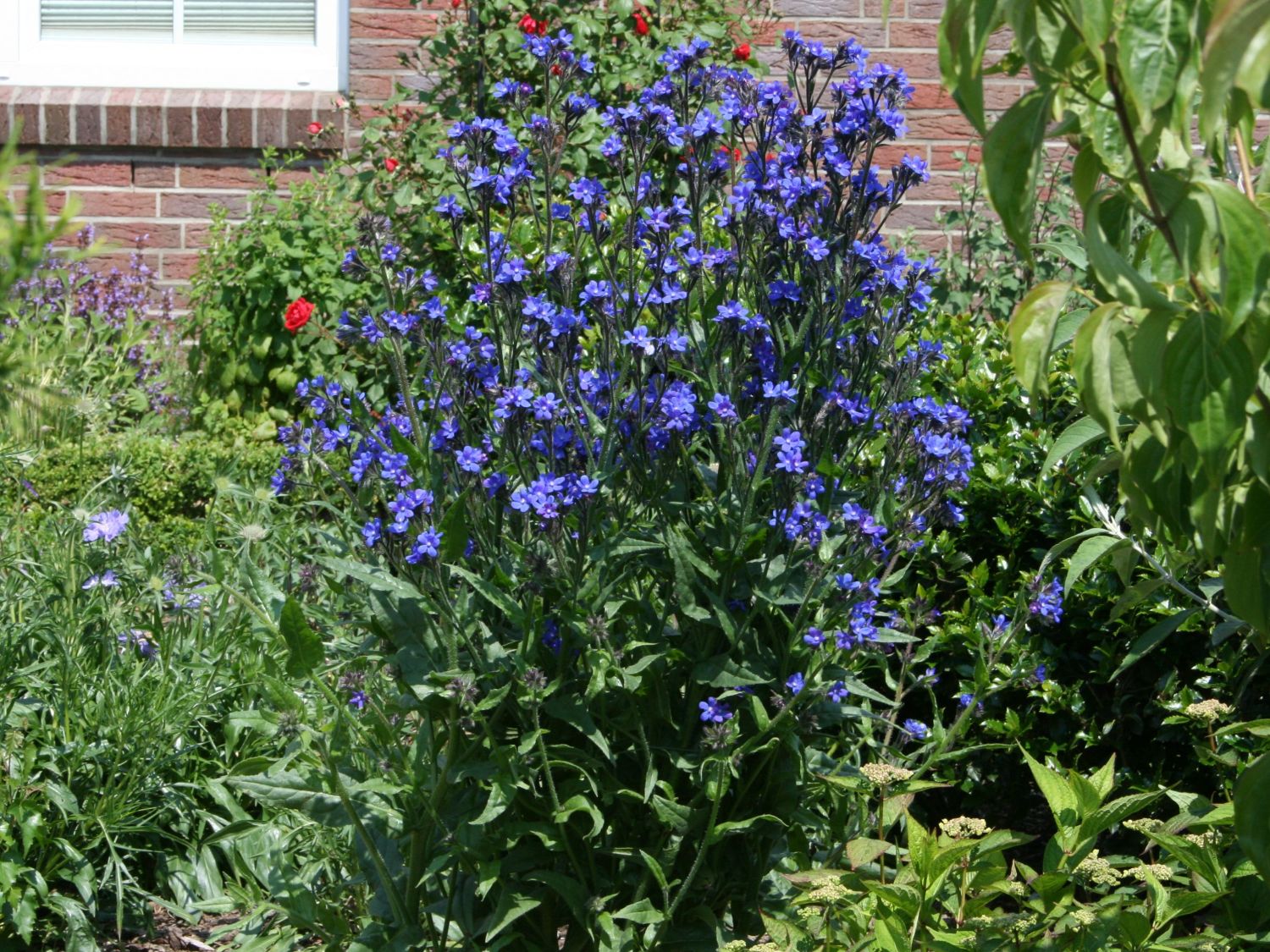 Ochsenzungen (Anchusa)