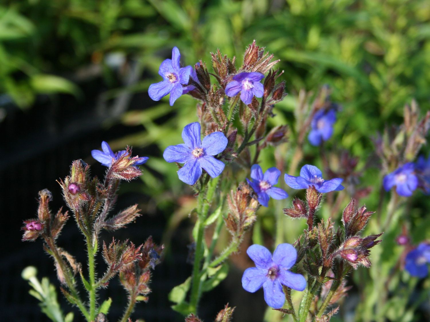 Große Ochsenzunge - Anchusa azurea