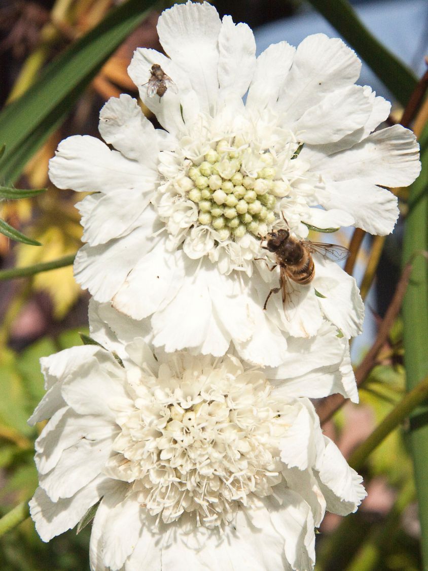 Große Skabiose 'Alba'