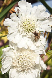 Große Skabiose 'Alba' - Scabiosa caucasica 'Alba'