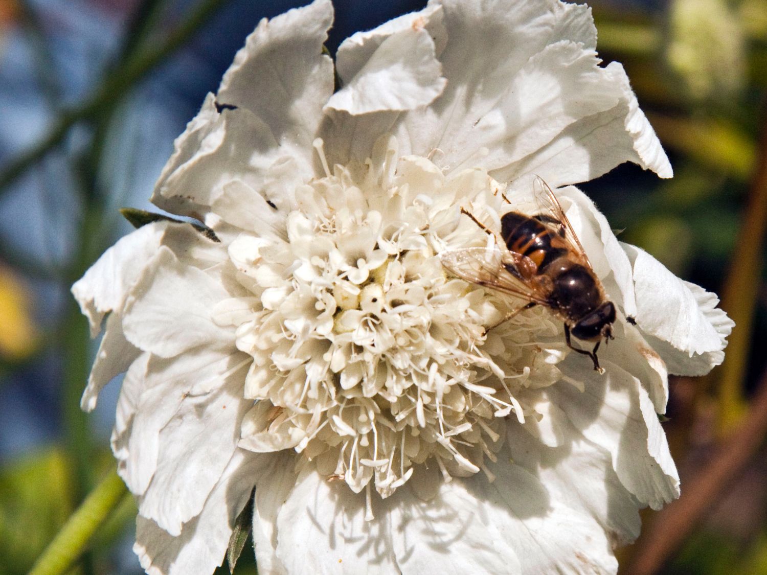Große Skabiose 'Alba' - Scabiosa caucasica 'Alba'