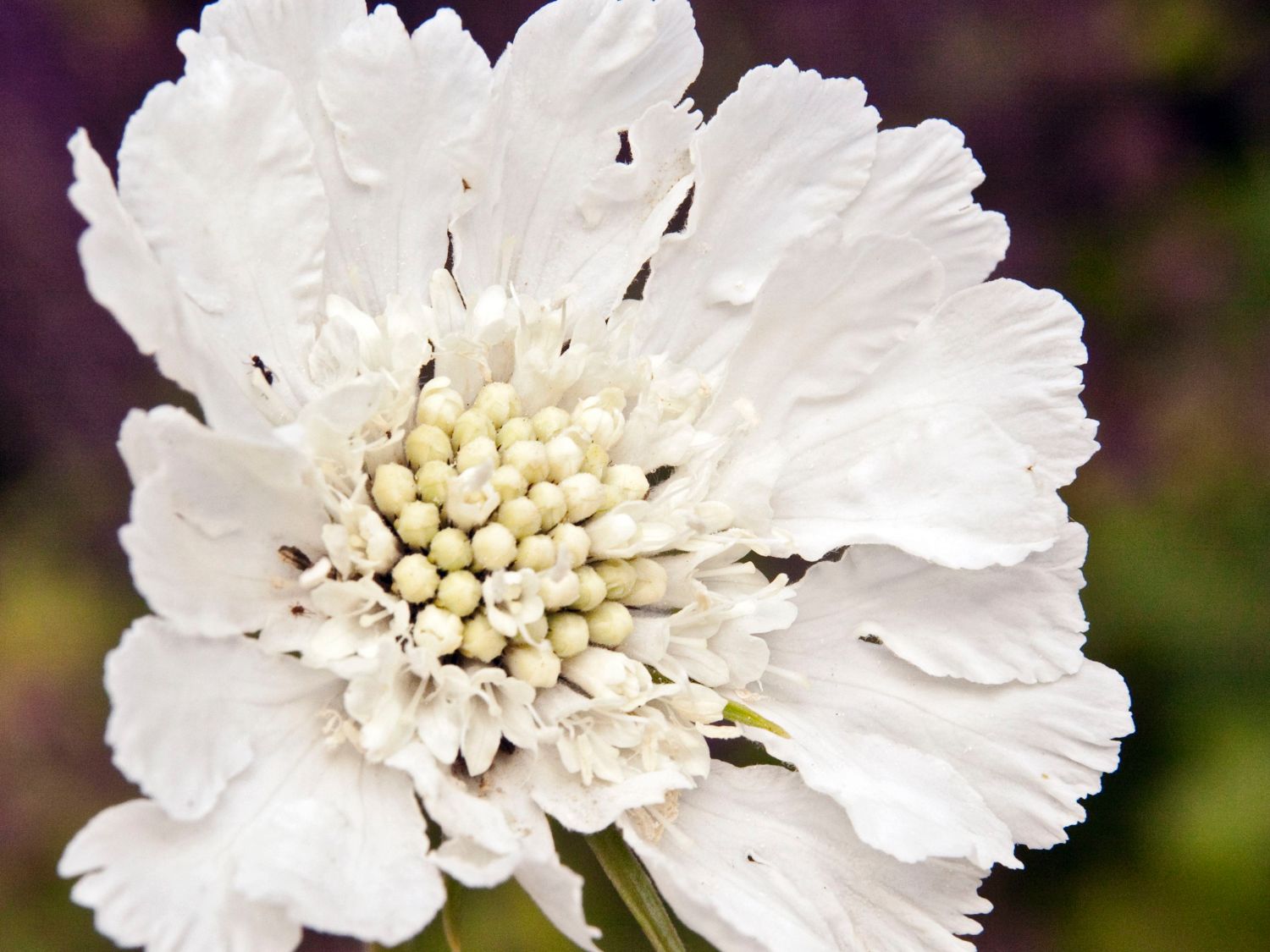 Große Skabiose 'Alba' - Scabiosa caucasica 'Alba'