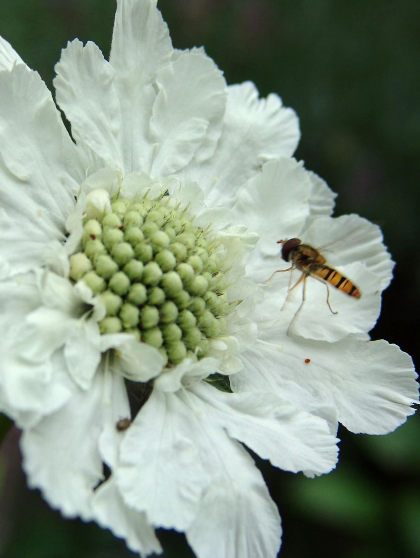 Große Skabiose 'Alba' - Scabiosa caucasica 'Alba'