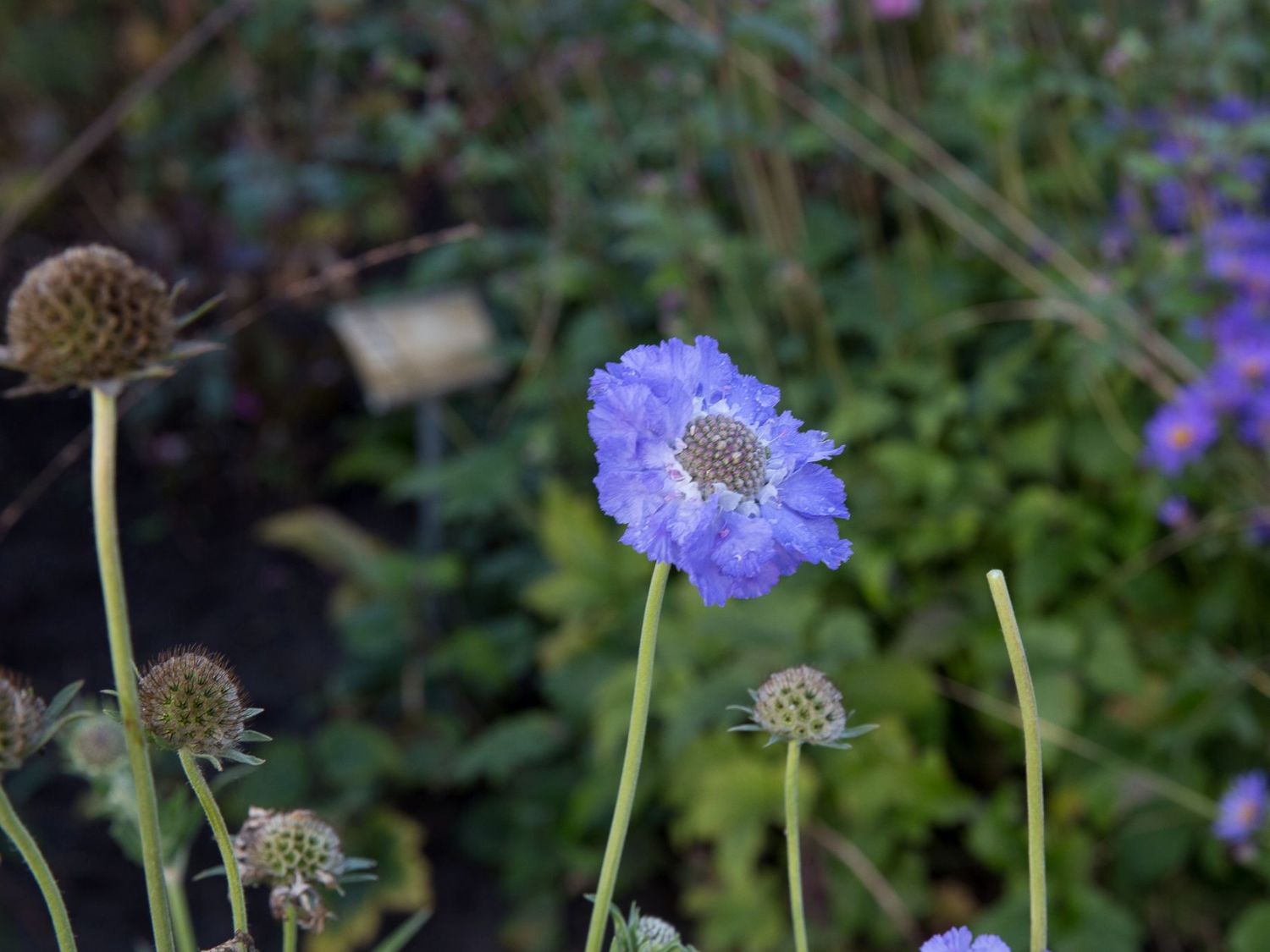 Große Skabiose 'Blauer Atlas'