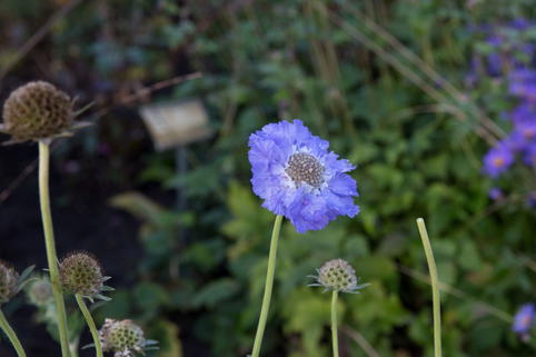 Große Skabiose 'Blauer Atlas' - Scabiosa caucasica 'Blauer Atlas'