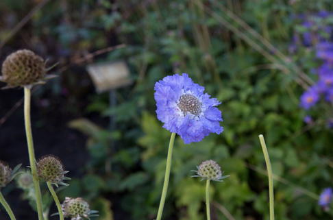 Große Skabiose 'Blauer Atlas' - Scabiosa caucasica 'Blauer Atlas'