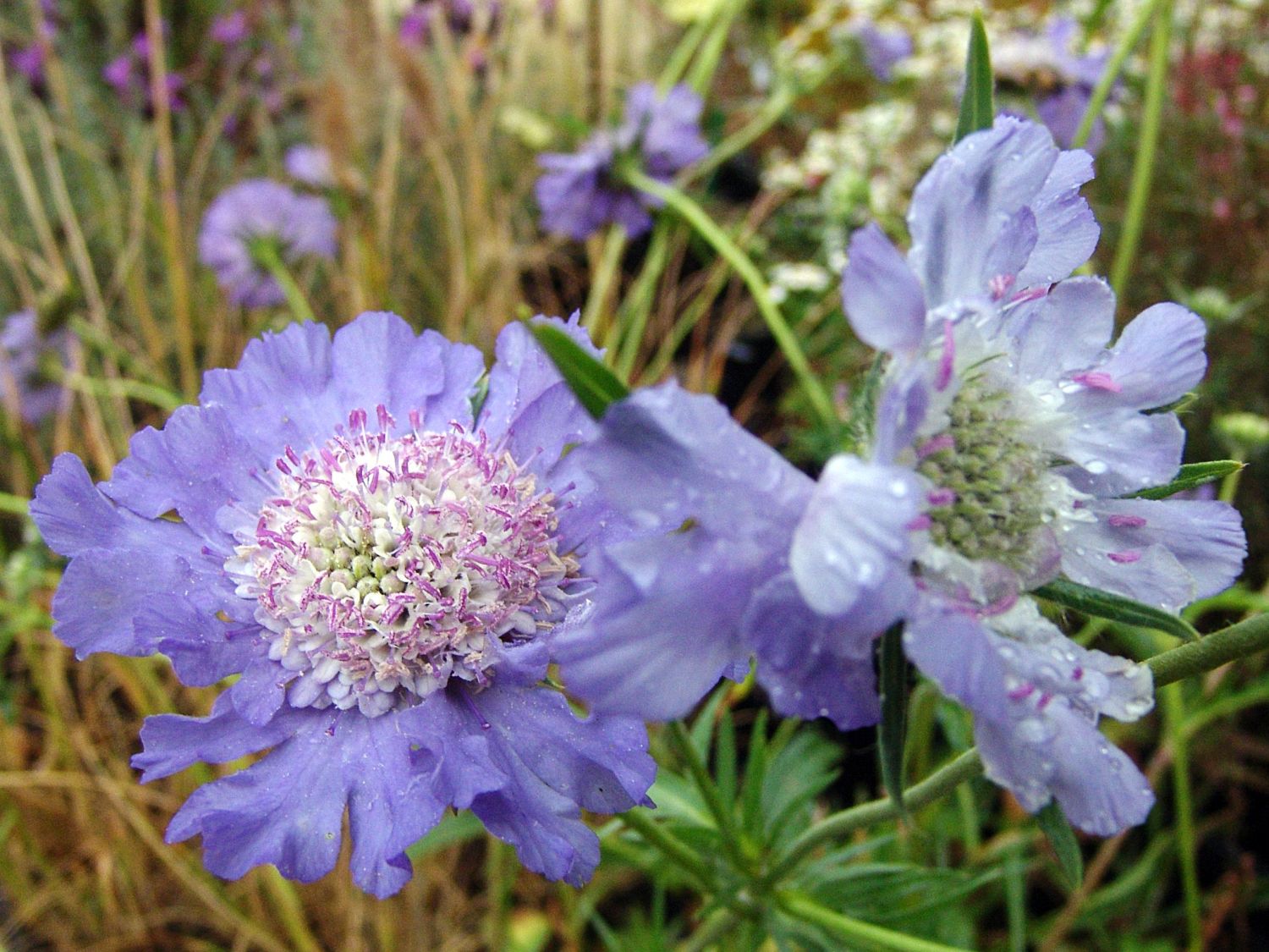 Große Skabiose 'Clive Greaves'