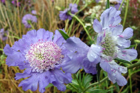 Große Skabiose 'Clive Greaves' - Scabiosa caucasica 'Clive Greaves'