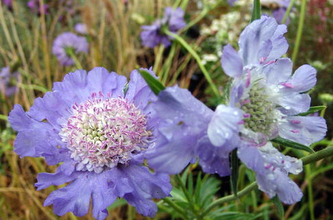 Große Skabiose 'Clive Greaves' - Scabiosa caucasica 'Clive Greaves'