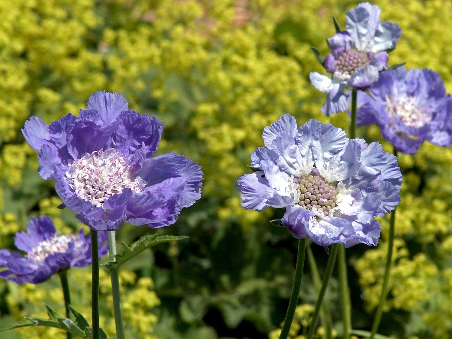 Große Skabiose 'Clive Greaves' - Scabiosa caucasica 'Clive Greaves'