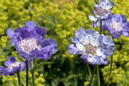 Große Skabiose 'Clive Greaves' - Scabiosa caucasica 'Clive Greaves'