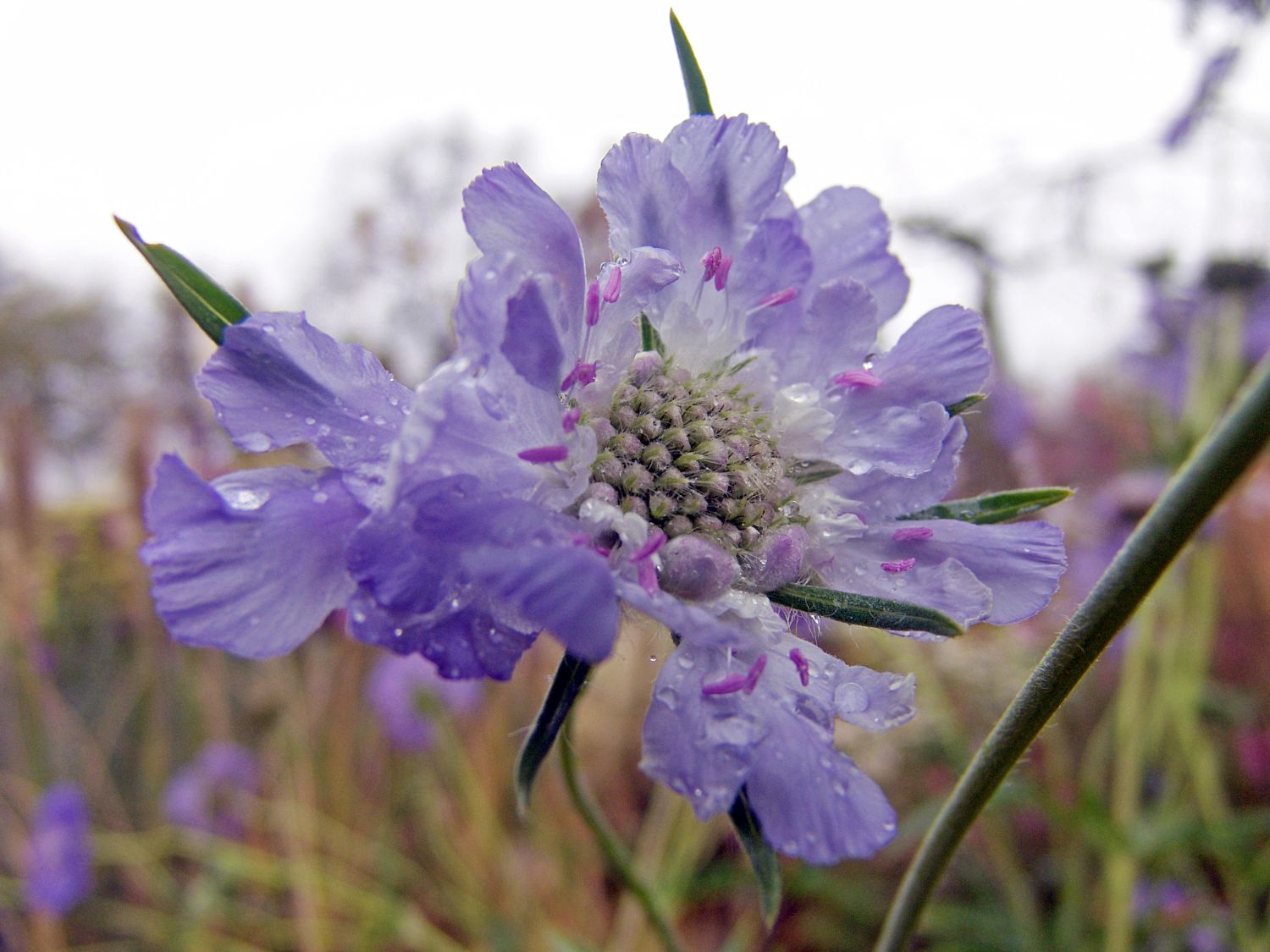 Große Skabiose 'Clive Greaves' - Scabiosa caucasica 'Clive Greaves'