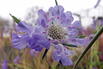 Große Skabiose 'Clive Greaves' - Scabiosa caucasica 'Clive Greaves'