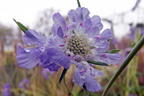 Große Skabiose 'Clive Greaves' - Scabiosa caucasica 'Clive Greaves'