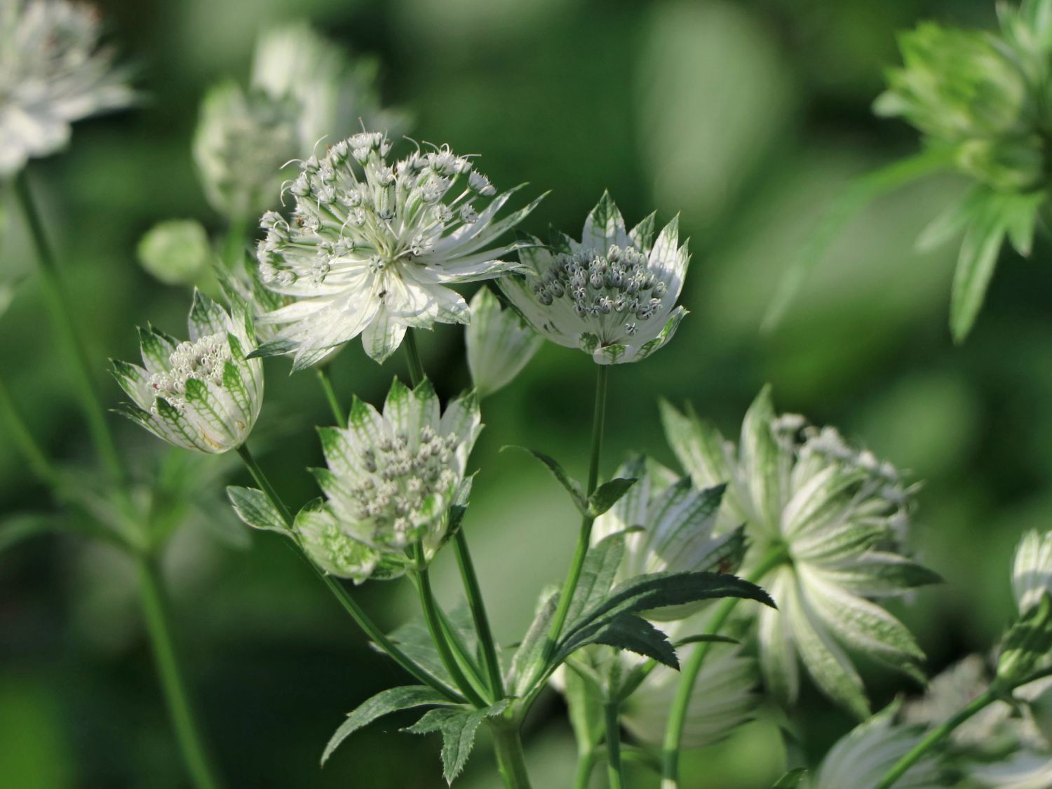Große Sterndolde 'Alba' - Astrantia major 'Alba'