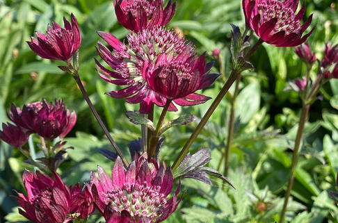Große Sterndolde 'Burgundy Manor' - Astrantia major 'Burgundy Manor'