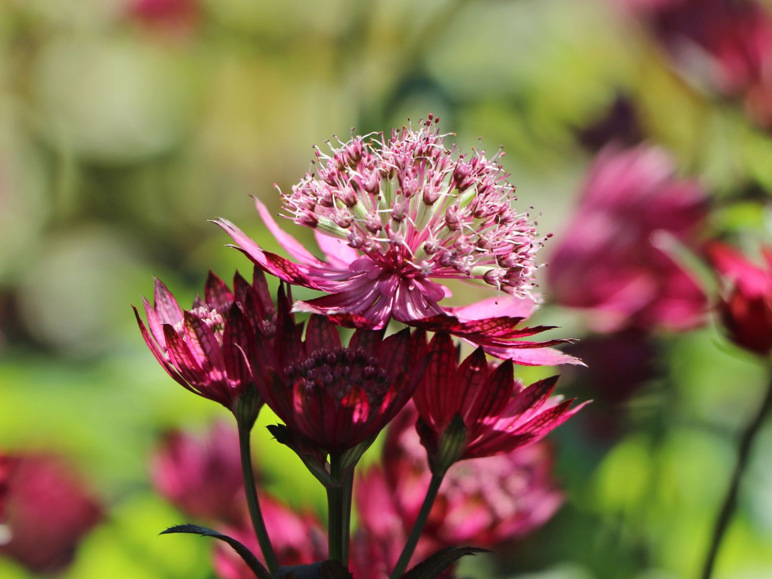 Große Sterndolde 'Burgundy Manor' - Astrantia major 'Burgundy Manor'