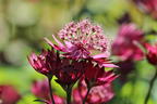 Große Sterndolde 'Burgundy Manor' - Astrantia major 'Burgundy Manor'